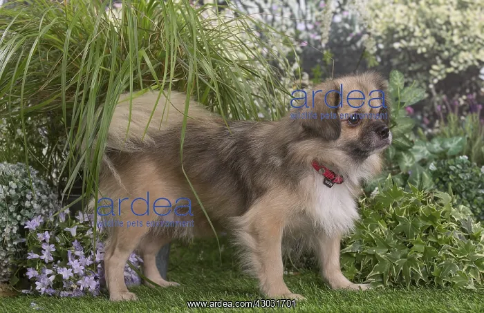  : Tibetan Spaniel puppy outdoors
