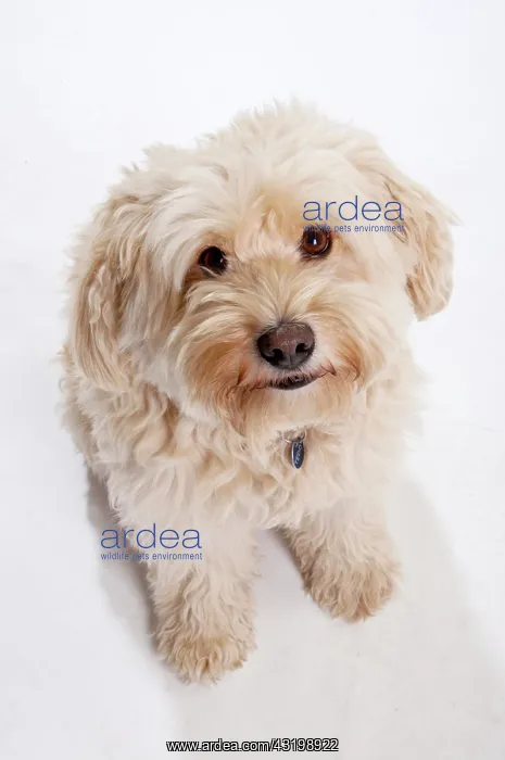 : Tibetan Terrier, beige, looking up : Tibetan Terrier, beige, looking up