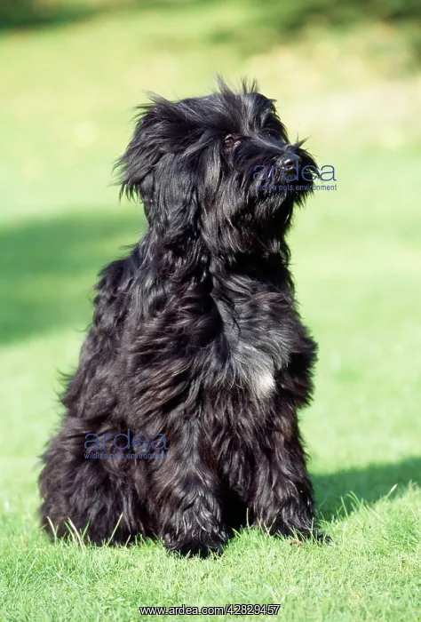  : Tibetan Terrier Dog