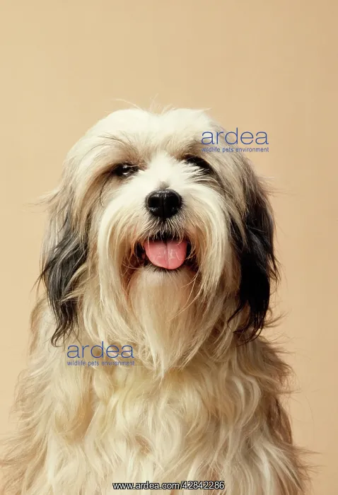 : Tibetan Terrier Dog : Tibetan Terrier Dog