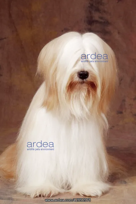 : Tibetan Terrier Dog : Tibetan Terrier Dog
