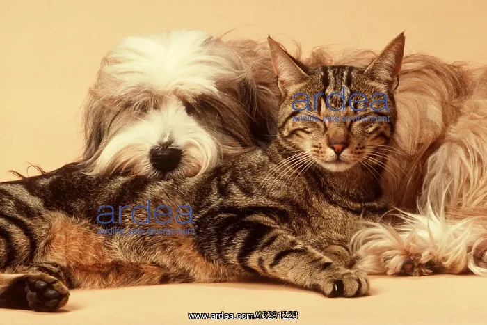 : TIBETAN TERRIER DOG and CAT : TIBETAN TERRIER DOG and CAT
