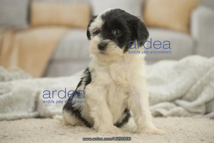  : Tibetan Terrier Dog, puppy