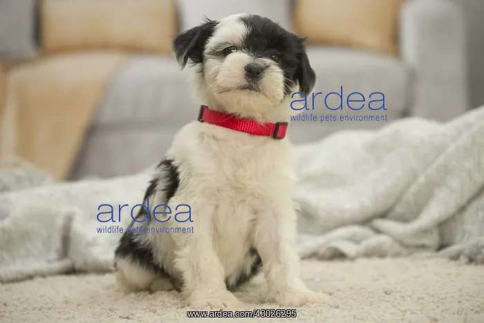  : Tibetan Terrier Dog, puppy