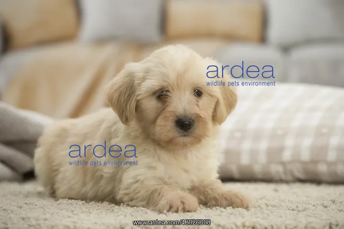  : Tibetan Terrier Dog, puppy