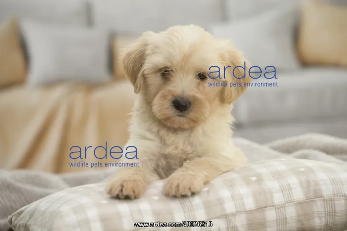  : Tibetan Terrier Dog, puppy