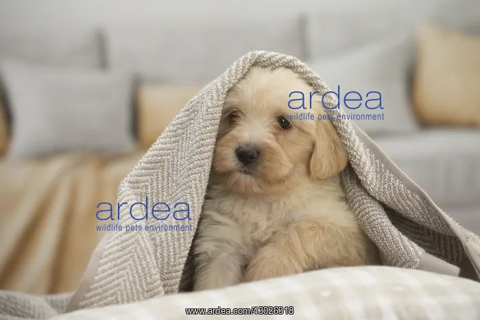  : Tibetan Terrier Dog, puppy