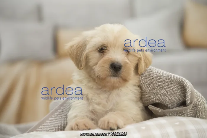  : Tibetan Terrier Dog, puppy