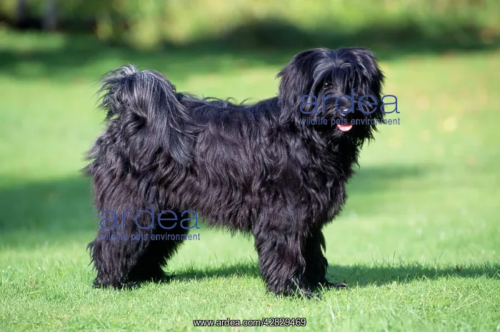 : Tibetan Terrier DOG - standing, side view : Tibetan Terrier DOG - standing, side view