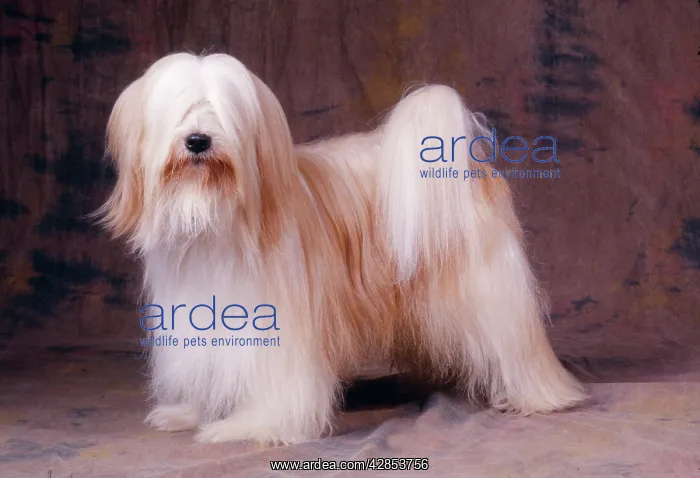 : Tibetan Terrier DOG - standing, side view : Tibetan Terrier DOG - standing, side view