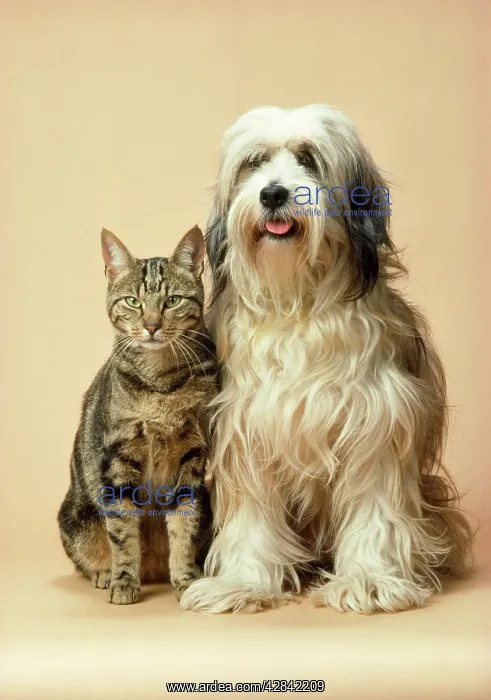 : Tibetan Terrier Dog & Tabby Cat : Tibetan Terrier Dog & Tabby Cat
