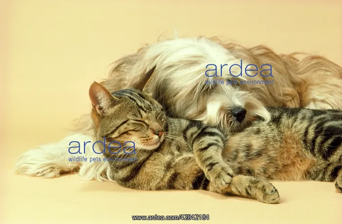 : Tibetan Terrier DOG & Tabby Cat - asleep : Tibetan Terrier DOG & Tabby Cat - asleep