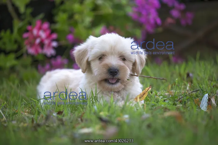  : Tibetan Terrier puppy in the garden