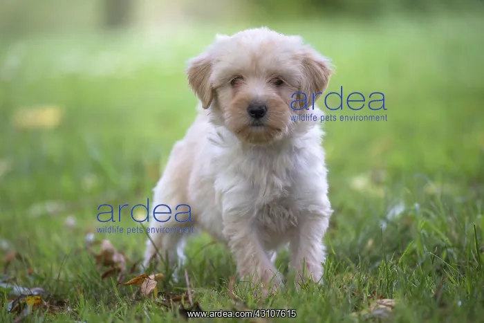  : Tibetan Terrier puppy in the garden