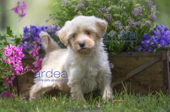  : Tibetan Terrier puppy in the garden