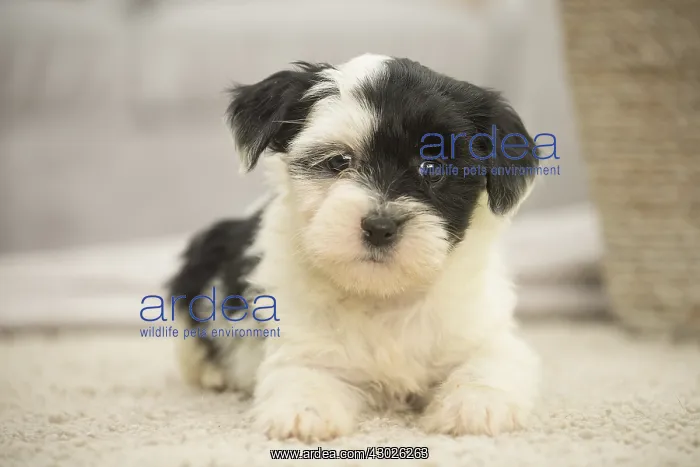  : Tibetan Terrier puppy indoors