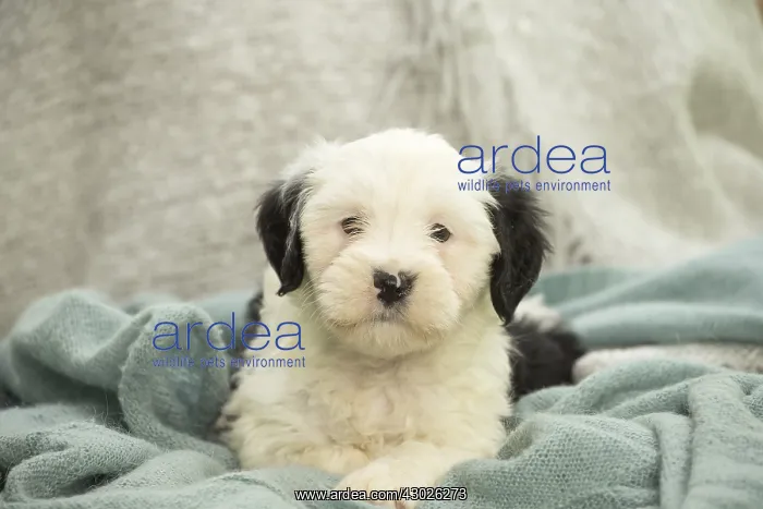  : Tibetan Terrier puppy indoors