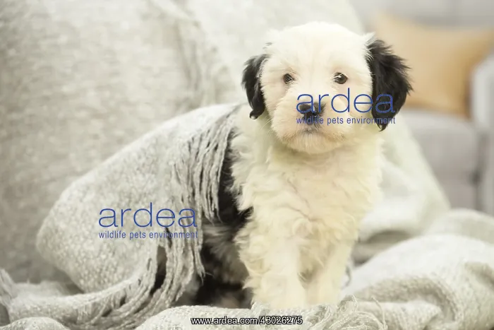 : Tibetan Terrier puppy indoors