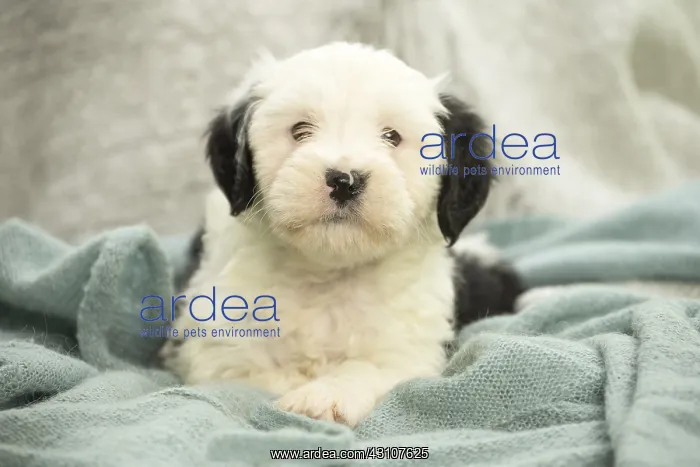  : Tibetan Terrier puppy indoors