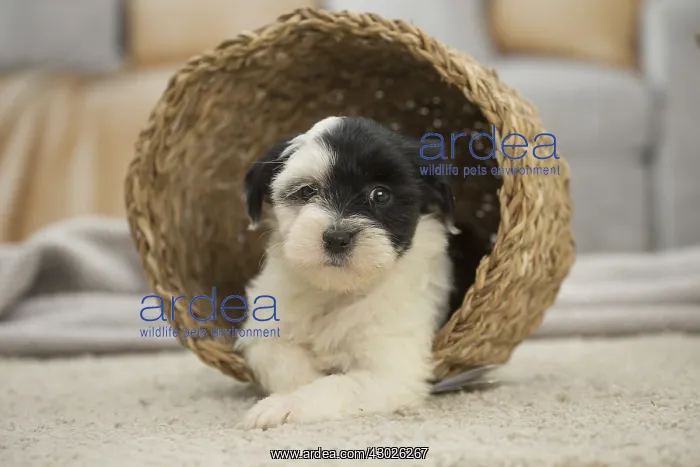 : Tibetan Terrier puppy indoors Tibetan Terrier puppy : Tibetan Terrier puppy indoors Tibetan Terrier puppy