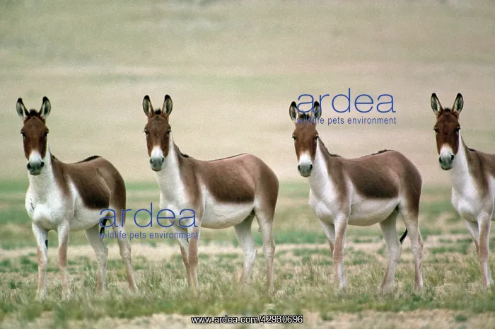 : Tibetan Wild Ass / Kiang - group of males : Tibetan Wild Ass / Kiang - group of males
