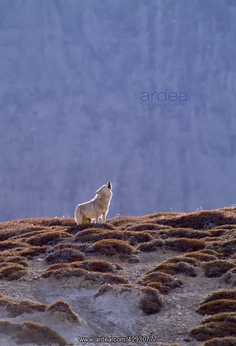 : Tibetan Wolf - male howling near den : Tibetan Wolf - male howling near den