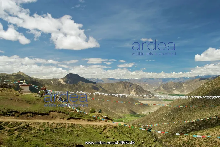 : Tibetian Landscape with prayer flags : Tibetian Landscape with prayer flags