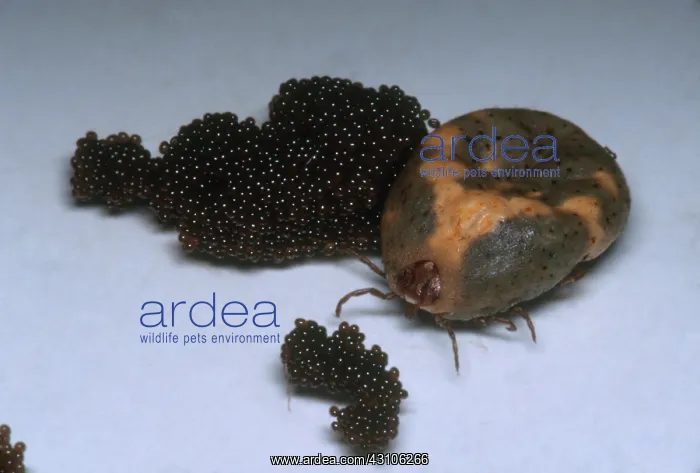: Tick with Eggs : Tick with Eggs