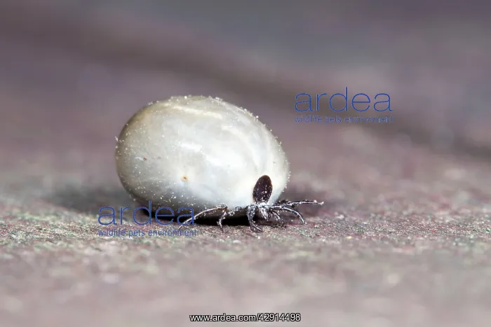 : Tick - engorged with blood : Tick - engorged with blood