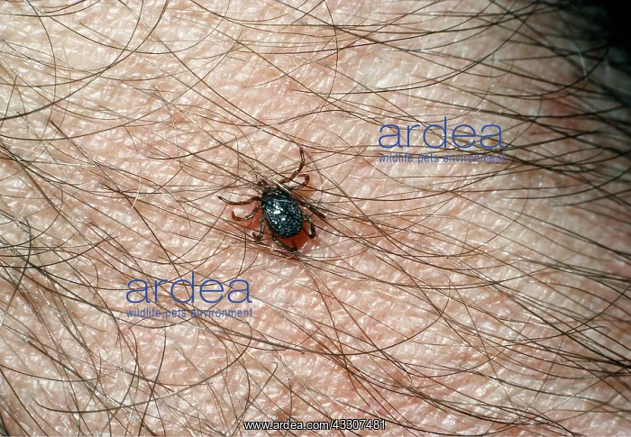  : TICK - on human flesh