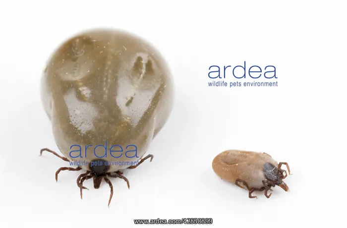 : TICK - two, showing engorged and normal state : TICK - two, showing engorged and normal state