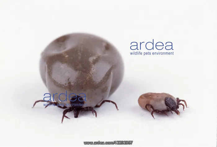 : TICK - two, showing engorged and normal state : TICK - two, showing engorged and normal state