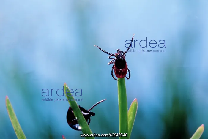 : Tick - waiting for its prey at the top of a grass leaf : Tick - waiting for its prey at the top of a grass leaf