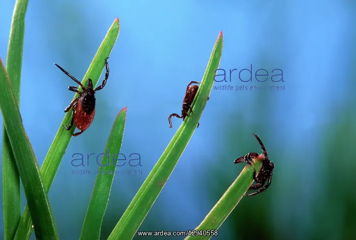 : Tick - waiting for its prey at the top of a grass leaf : Tick - waiting for its prey at the top of a grass leaf