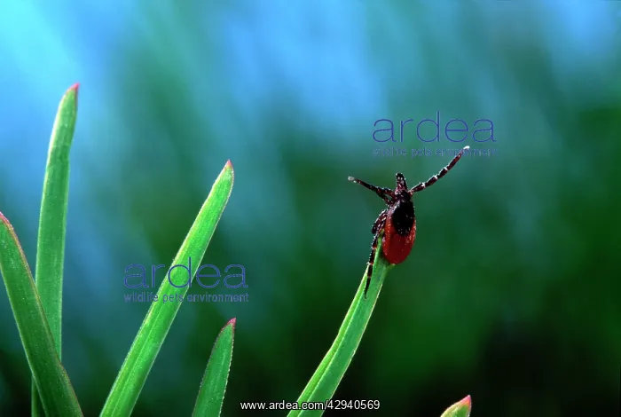 : Tick - waiting for its prey at the top of a grass leaf : Tick - waiting for its prey at the top of a grass leaf