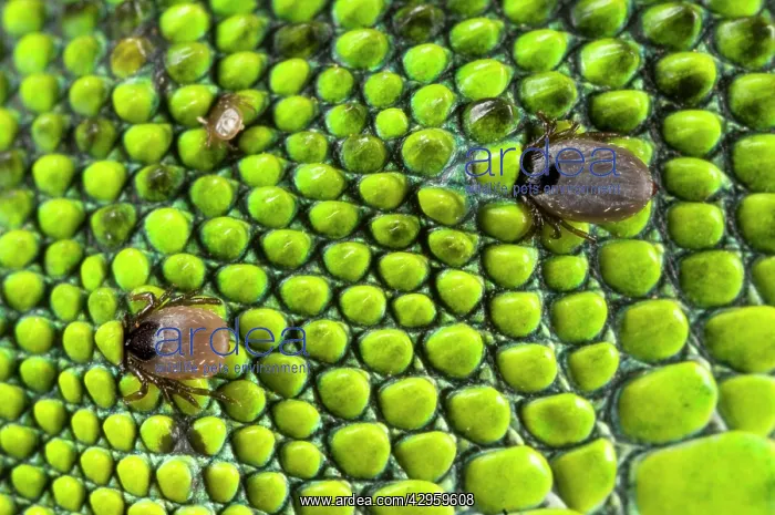 : Tick - on a Western Green Lizard skin : Tick - on a Western Green Lizard skin