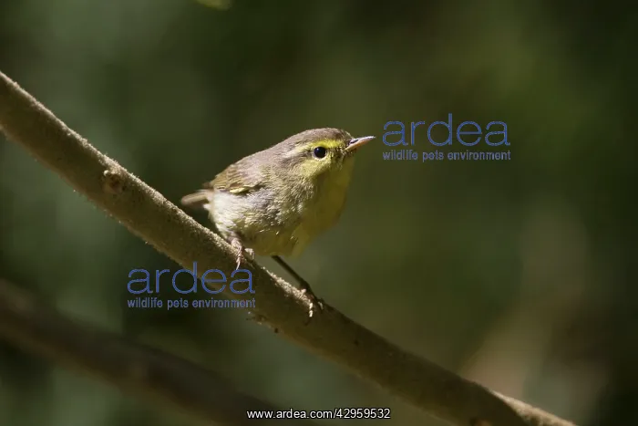 : Tickell's Leaf Warbler : Tickell's Leaf Warbler