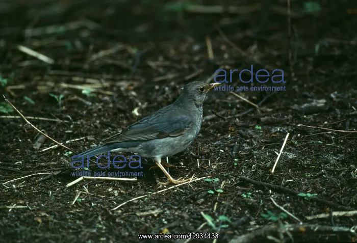 : Tickell's Thrush : Tickell's Thrush