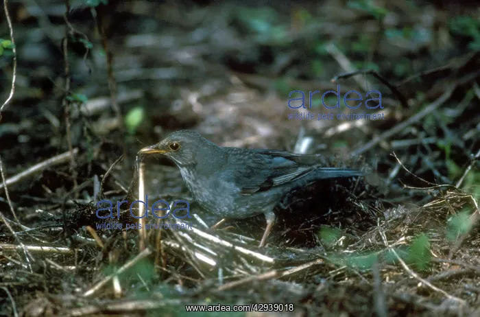 : Tickell's Thrush - November : Tickell's Thrush - November