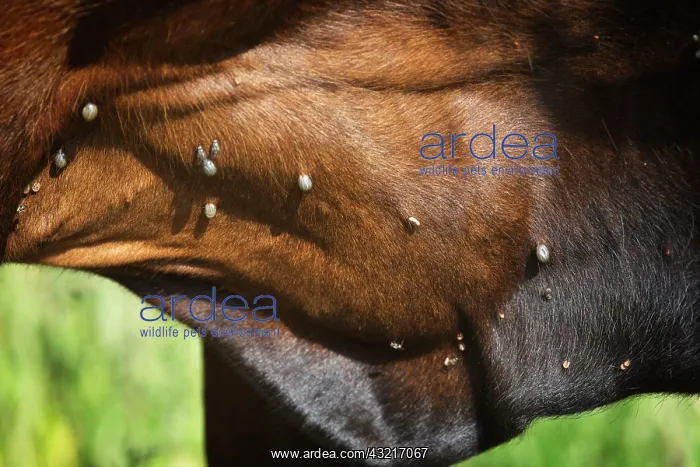  : Ticks on cattle in summer, France