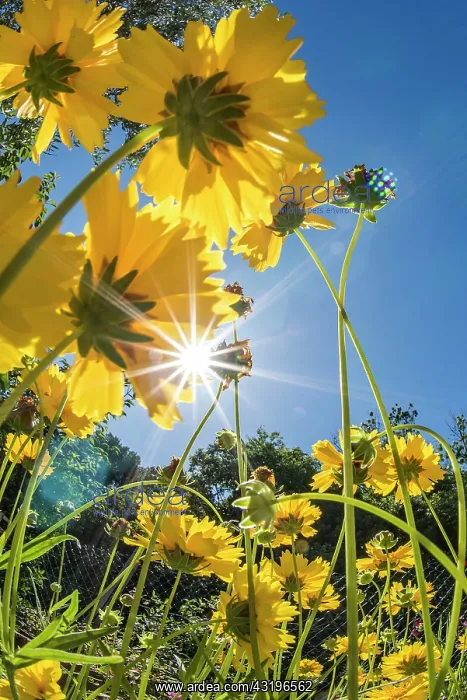 : Tickseed (Coreopsis sp), Saint-Aunes, Herault, Occitania : Tickseed (Coreopsis sp), Saint-Aunes, Herault, Occitania