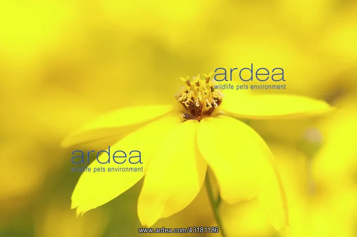 : Tickseed, Whorled tickseed, Coreopsis verticillata : Tickseed, Whorled tickseed, Coreopsis verticillata