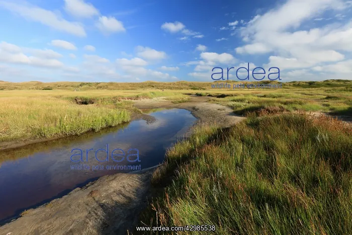 : Tidal creek of Die Slufter Nature Reserve : Tidal creek of Die Slufter Nature Reserve