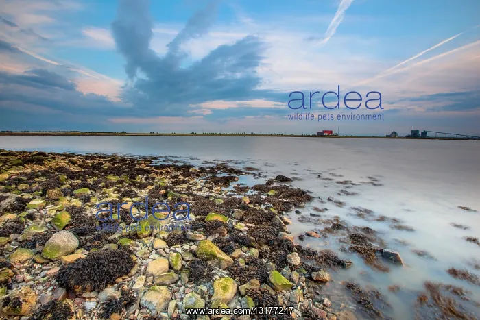 : Tidal marsh in Natura 2000 area Dollard on the coast of Groningen : Tidal marsh in Natura 2000 area Dollard on the coast of Groningen