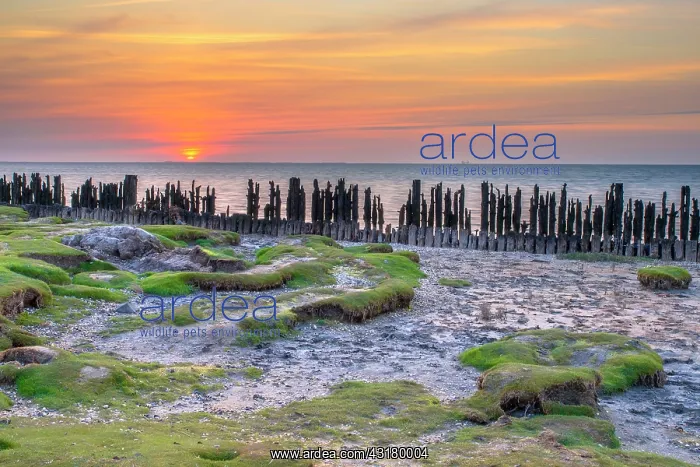 : Tidal marsh in Natura 2000 area Waddensea on the coast near Peassens Moddergat : Tidal marsh in Natura 2000 area Waddensea on the coast near Peassens Moddergat