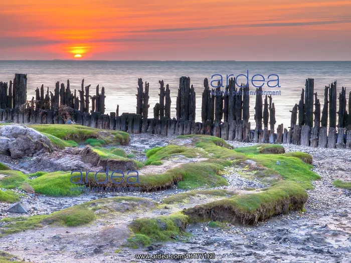 : Tidal marsh in Natura 2000 area Waddensea on the coast at Peassens Moddergat : Tidal marsh in Natura 2000 area Waddensea on the coast at Peassens Moddergat
