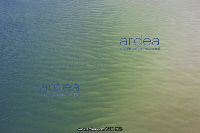  : Tidal Mud Flats aerial view