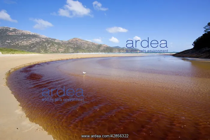  : Tidal River - brown coloured water of Tidal River