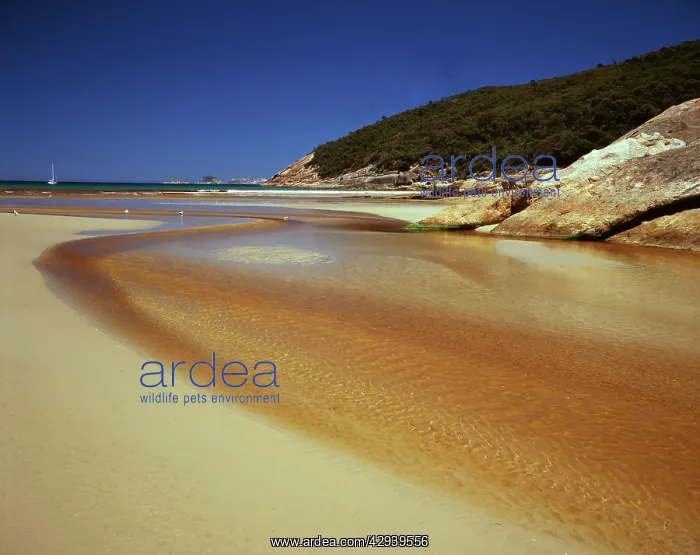 : Tidal River with tannin-coloured water meeting : Tidal River with tannin-coloured water meeting