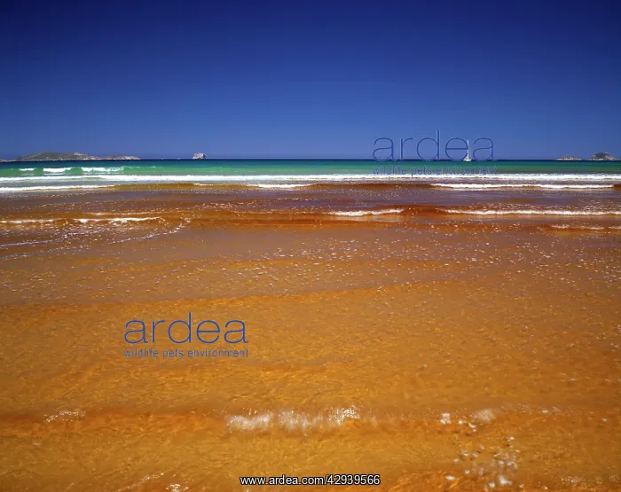  : Tidal River with tannin-coloured water meeting
